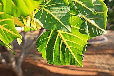 《Samba de Amigo : 摇摇乐派对》收录乐曲公开第一弹！